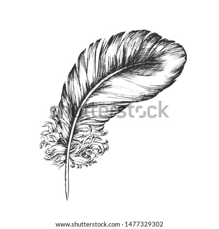 Decorative Bird Flying Element Feather Ink Vector. Decorative Fluffy Feather Beautiful Fashion Ornamental Retro Hat. Natural Object Plume Template Designed In Vintage Style Monochrome Illustration