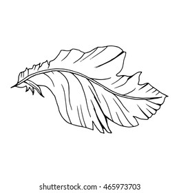 Decorative black line art doodle style tribal feather