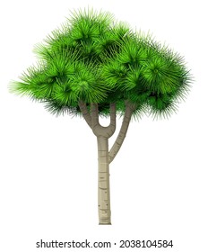 Decorative bonsai green tree pine fir isolated