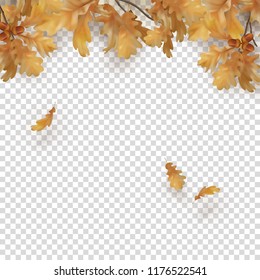 Decorative border with oak branches, autumn leaves and acorns on a transparent background. Vector fall illustration
