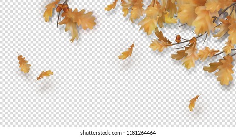 Decorative border with oak branches, autumn leaves and acorns on a transparent background. Vector fall illustration