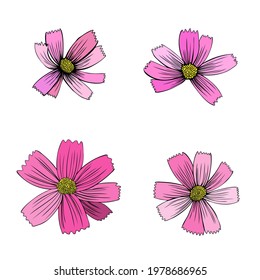 Decorative botanical colorful set Kosmos flower, Kosmeya hand drawn colorful illustration, wild flower astra, floral design for greeting card, wedding invitation, cosmetic packaging
