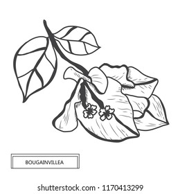 Decorative bougainvillea flowers, design elements. Can be used for cards, invitations, banners, posters, print design. Floral background in line art style