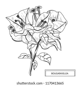 Decorative bougainvillea flowers, design elements. Can be used for cards, invitations, banners, posters, print design. Floral background in line art style
