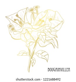 Decorative bougainvillea  flowers, design elements. Can be used for cards, invitations, banners, posters, print design. Golden flowers
