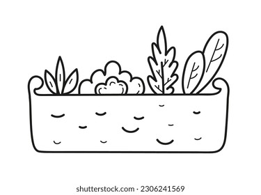 Decorative box with succulents. Home garden. Hand drawn doodle outline vector illustration.
