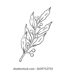 Decorative branch with leaves and berries. Black and white hand drawing. Botanical vector illustration on white background. Separate isolated element.