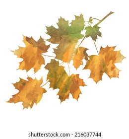 decorative  branch of maple isolated on white background. vector illustration 