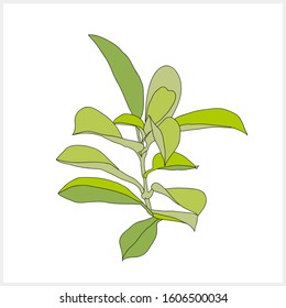 Decorative branch pattern.Image on a white background.