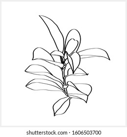 Decorative branch pattern.Image on a white background.