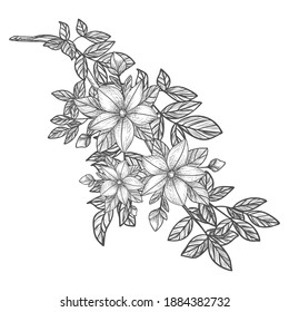 Decorative branches and bouquets. A bouquet of flowers for the decoration of wedding invitation cards and greeting cards. Black engraving, graphics, line art. Vintage.