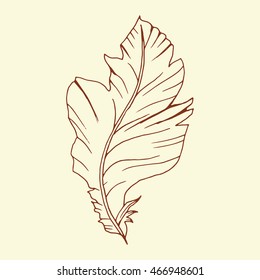 Decorative brown line art doodle style tribal feather