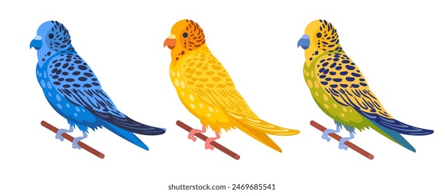 Decorative budgies. Domestic colorful budgies, cute budgie birds flat vector illustration set. Cartoon birds on white background