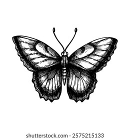 Decorative butterfly sketch. Hand drawn insect vector illustration. Nature design element. NOT AI generated