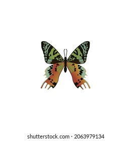 Decorative Butterfly Slogan Illustration, Vector Design for Fashion, Poster and Card Prints