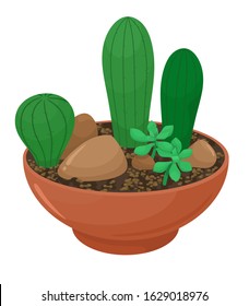 Decorative cacti and succulents in a flower container. Vector illustration in cartoon flat style. White background.