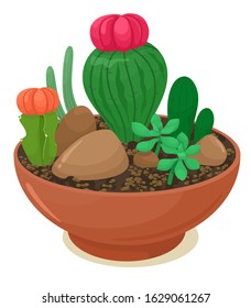 Decorative cacti and succulents in a flower container. Vector illustration in cartoon flat style. White background.