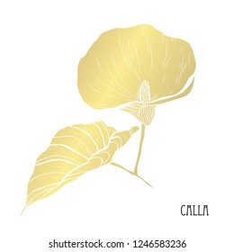 Decorative calla flower, design element. Can be used for cards, invitations, banners, posters, print design. Golden flowers