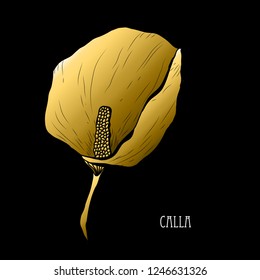 Decorative calla flower, design element. Can be used for cards, invitations, banners, posters, print design. Golden flowers
