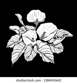 Decorative calla  flowers, design elements. Can be used for cards, invitations, banners, posters, print design. Floral bouquet