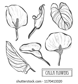 Decorative calla flowers set, design elements. Can be used for cards, invitations, banners, posters, print design. Floral background in line art style