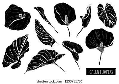 Decorative calla  flowers set, design elements. Can be used for cards, invitations, banners, posters, print design. Floral background in line art style