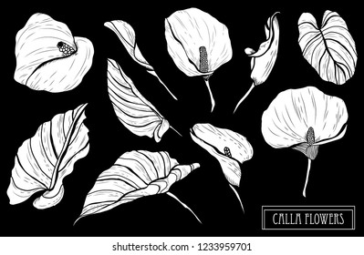 Decorative calla  flowers set, design elements. Can be used for cards, invitations, banners, posters, print design. Floral background in line art style