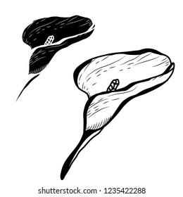 Decorative calla flowers set, design elements. Can be used for cards, invitations, banners, posters, print design. Floral background in line art style