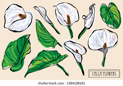 Decorative calla flowers set, design elements. Can be used for cards, invitations, banners, posters, print design. Floral background in line art style