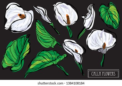 Decorative calla flowers set, design elements. Can be used for cards, invitations, banners, posters, print design. Floral background in line art style