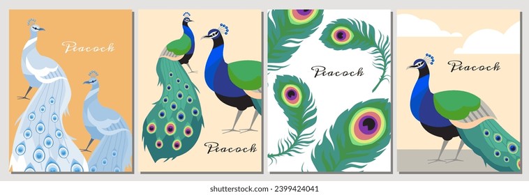 Decorative card with peacock design, hand drawn vector illustrations set. Beautiful card with exotic oriental peacock bird can be used for various designs.