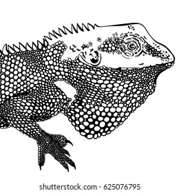 Decorative chameleon artwork zentangle inspired , patches and stickers. Tropical lizard and monstera leaves.