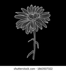 Flor de margarita chamíaca decorativa, elemento de diseño. Se puede usar para tarjetas, invitaciones, banners, afiches, diseño de impresión. Fondo floral en estilo de arte lineal