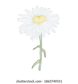 Decorative chamomile daisy flower, design element. Can be used for cards, invitations, banners, posters, print design. Floral background in line art style