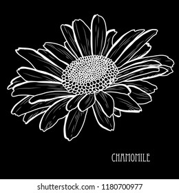 Decorative chamomile  flower, design element. Can be used for cards, invitations, banners, posters, print design. Floral background in line art style