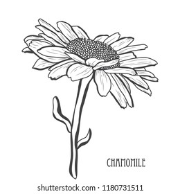 Decorative chamomile  flower, design element. Can be used for cards, invitations, banners, posters, print design. Floral background in line art style