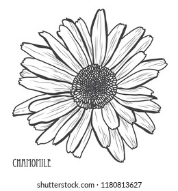 Decorative chamomile  flower, design element. Can be used for cards, invitations, banners, posters, print design. Floral background in line art style