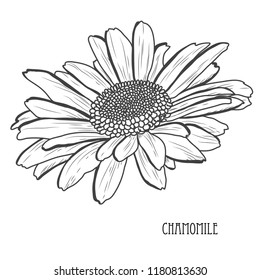 Decorative chamomile  flower, design element. Can be used for cards, invitations, banners, posters, print design. Floral background in line art style