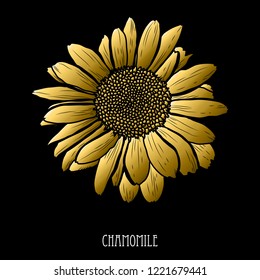 Decorative chamomile  flower, design element. Can be used for cards, invitations, banners, posters, print design. Golden flowers