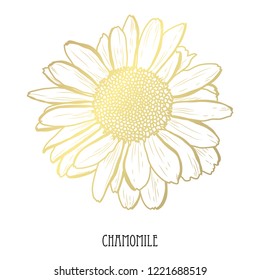 Decorative chamomile  flower, design element. Can be used for cards, invitations, banners, posters, print design. Golden flowers