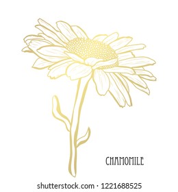 Decorative chamomile  flower, design element. Can be used for cards, invitations, banners, posters, print design. Golden flowers