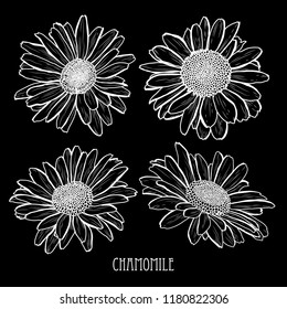 Decorative chamomile flowers set, design elements. Can be used for cards, invitations, banners, posters, print design. Floral background in line art style