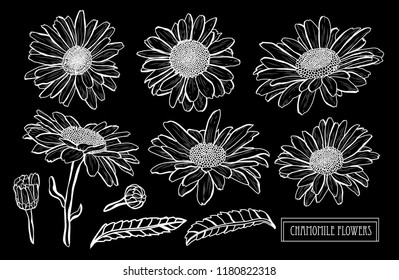 Decorative chamomile flowers set, design elements. Can be used for cards, invitations, banners, posters, print design. Floral background in line art style