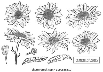 Decorative chamomile flowers set, design elements. Can be used for cards, invitations, banners, posters, print design. Floral background in line art style