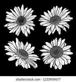 Decorative chamomile flowers set, design elements. Can be used for cards, invitations, banners, posters, print design. Floral background in line art style