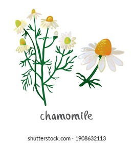 Decorative chamomile plant with flowers isolated on white. Wild flower with medicinal properties for alternative, folk treatment. Symbol of nature, summer aesthetics. Cartoon vector illustration