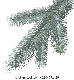 decorative christmas element: vector spruce branch isolated on white background
