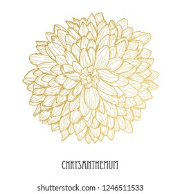 Decorative chrysanthemum  flower, design element. Can be used for cards, invitations, banners, posters, print design. Golden flowers