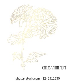 Decorative chrysanthemum  flowers, design elements. Can be used for cards, invitations, banners, posters, print design. Golden flowers