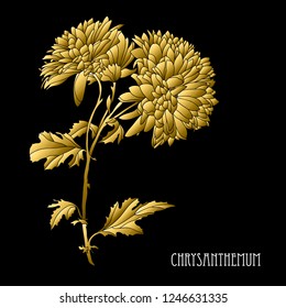 Decorative chrysanthemum  flowers, design elements. Can be used for cards, invitations, banners, posters, print design. Golden flowers